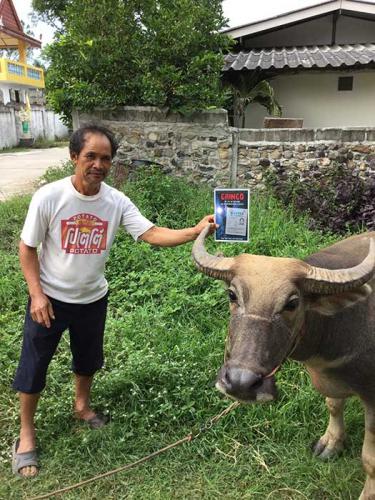 Pai, Thailand, water buffalo loves Gringo!